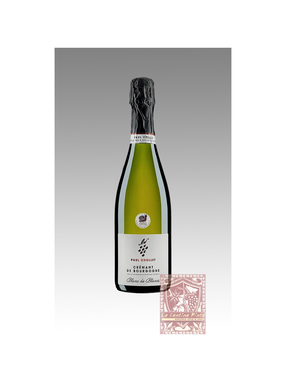 CREMANT DE BOURGOGNE BLANC DE BLANCS - PAUL CHOLLET